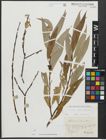 Foto von Salix alba L. x Salix fragilis L.